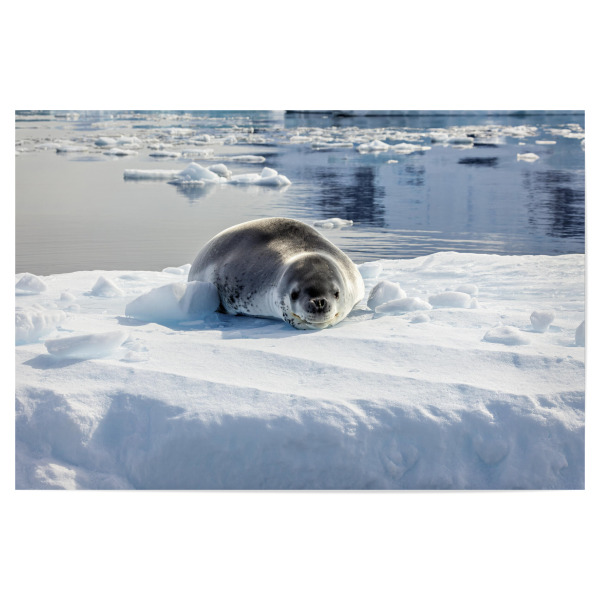Poster "Seeleopard in auf einer Eisscholle" artboxONE - Natur,Reise,Tiere - Seehund,Seeleopard,Seelöwe,Antarktis,Südpol,Eisberg,Raubtier