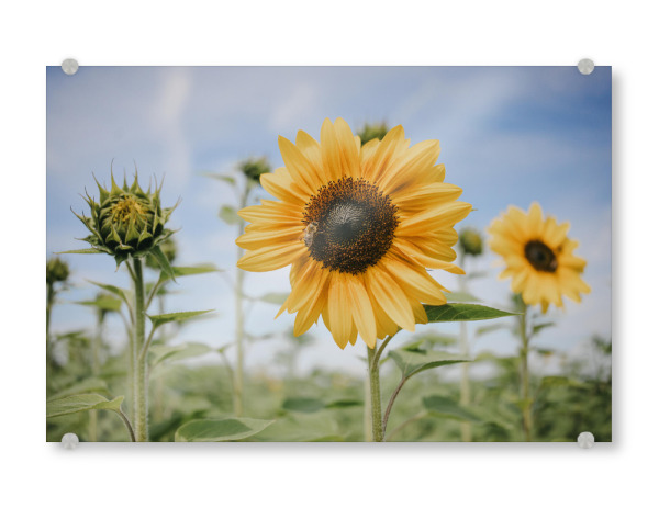 Acrylglasbild "September Sonnenblumenfeld" artboxONE - Natur - Sonnenblume,Sonnenblumenfeld,Biene,Natur,Grün,Sunflower,September,Blume,Floral