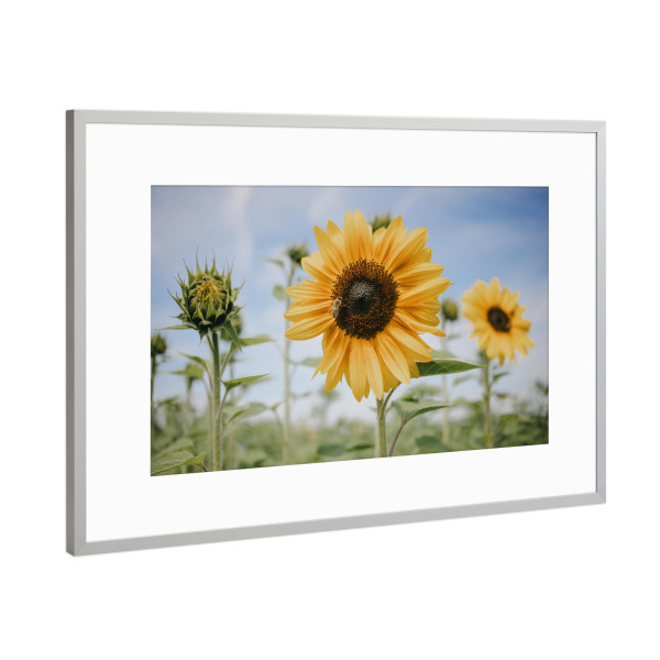 Poster mit Rahmen Silber "September Sonnenblumenfeld" artboxONE - Natur