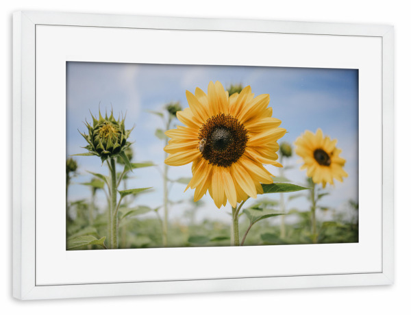 Poster mit Rahmen weiß "September Sonnenblumenfeld" artboxONE - Natur - Sonnenblume,Sonnenblumenfeld,Biene,Natur,Grün,Sunflower,September,Blume,Floral