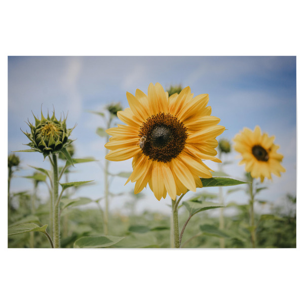 Poster 30x20 cm "September Sonnenblumenfeld" artboxONE - Natur - Sonnenblume,Sonnenblumenfeld,Biene,Natur,Grün,Sunflower,September,Blume,Floral