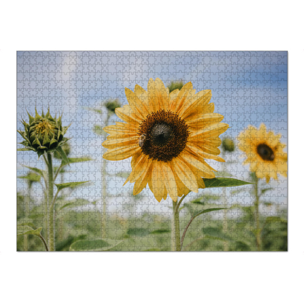 Puzzle Ravensburger "September Sonnenblumenfeld" artboxONE - Natur - Sonnenblume,Sonnenblumenfeld,Biene,Natur,Grün,Sunflower,September,Blume,Floral