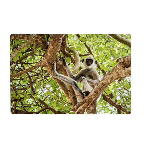 Holzbild "Ceylon Hutaffe" artboxONE - Natur,Tiere - Sri lanka,Affe,Ceylon hutaffe,Wildlife,Dschungel