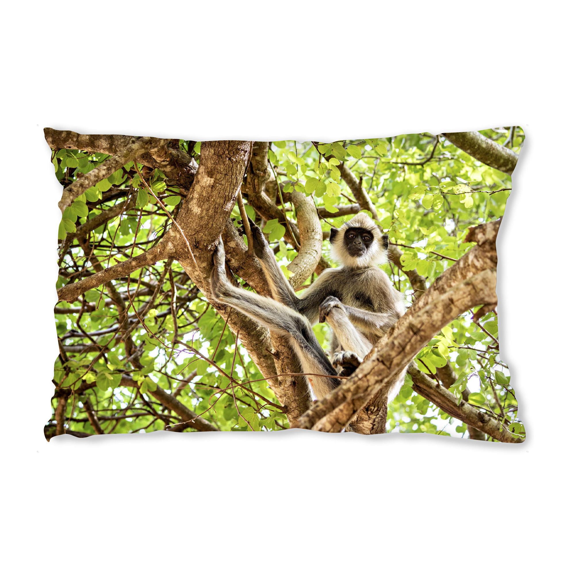 Design-Kissen "Ceylon Hutaffe" artboxONE - Natur,Tiere - Sri lanka,Affe,Ceylon hutaffe,Wildlife,Dschungel - Bild sri lanka