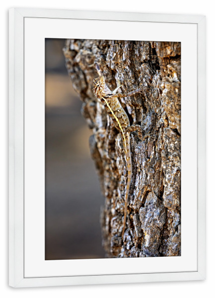 Poster mit Rahmen weiß "Die Sri Lanka Garten Agame" artboxONE - Natur,Tiere