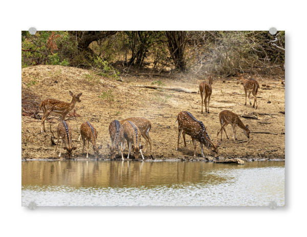 Acrylglasbild "Axishirsche am Wasserloch" artboxONE - Natur,Tiere - Hirsch,Axishirsch,Sri lanka,Yala nationalpark,Wildlife