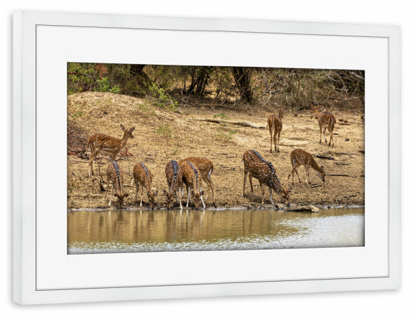 Poster mit Rahmen weiß "Axishirsche am Wasserloch" artboxONE - Natur,Tiere - Hirsch,Axishirsch,Sri lanka,Yala nationalpark,Wildlife