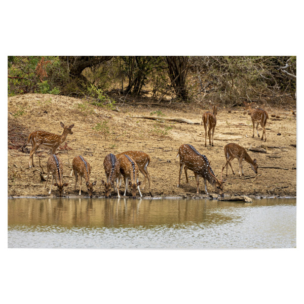 Poster "Axishirsche am Wasserloch" artboxONE - Natur,Tiere - Hirsch,Axishirsch,Sri lanka,Yala nationalpark,Wildlife