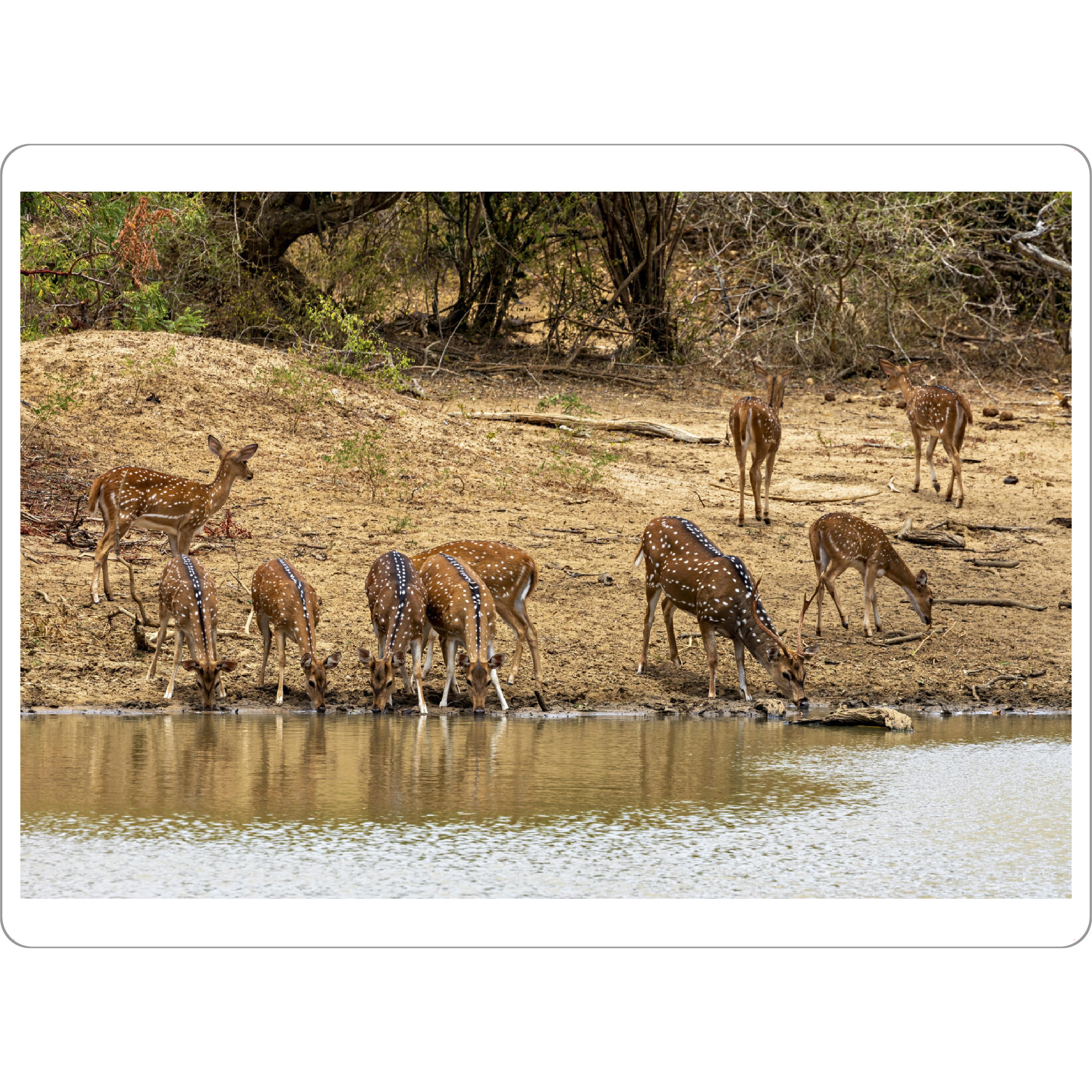 Tischset "Axishirsche am Wasserloch" artboxONE - Natur,Tiere - Hirsch,Axishirsch,Sri lanka,Yala nationalpark,Wildlife - Bild hirsch
