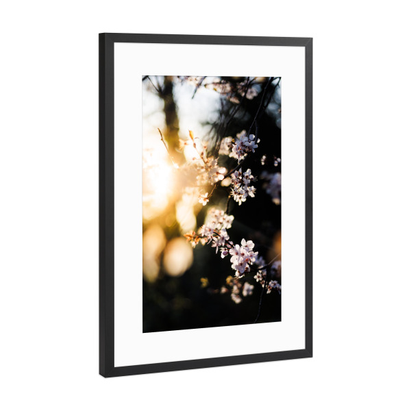 Poster mit Rahmen Schwarz (Metallic) "Kirschblüte im Sonnenuntergang" artboxONE - Natur,Floral