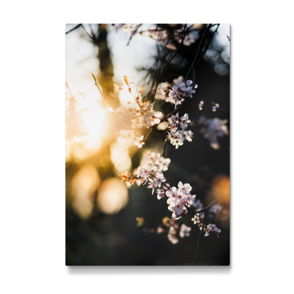 Galerie-Print "Kirschblüte im Sonnenuntergang" 75x50 cm artboxONE