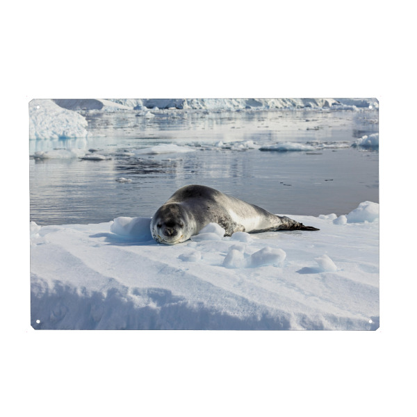 Holzbild "Seeleopard" artboxONE - Natur,Reise,Tiere - Seehund,Seeleopard,Seelöwe,Antarktis,Südpol,Eisberg,Raubtier