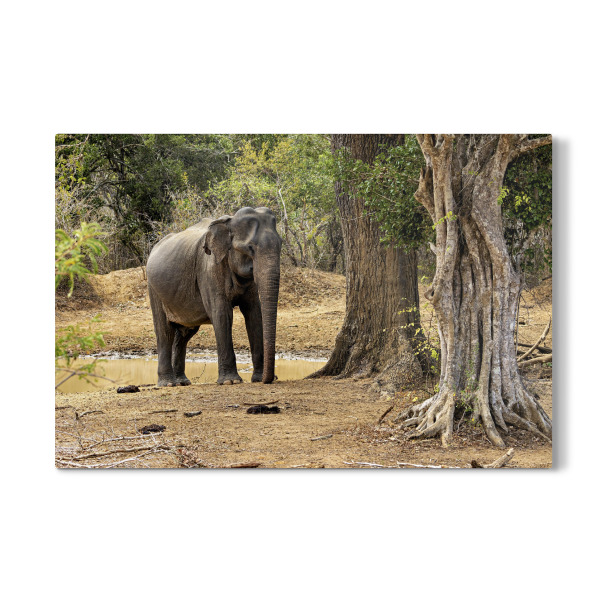 Galerie-Print "Elefant im Yala Nationalpark" 30x20 cm artboxONE