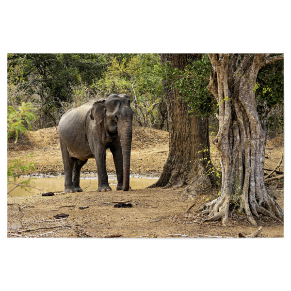 Poster 30x20 cm "Elefant im Yala Nationalpark" artboxONE - Natur,Tiere - Elefant,Asiatischer elefant,Sri lanka,Wildlife,Yala nationalpark