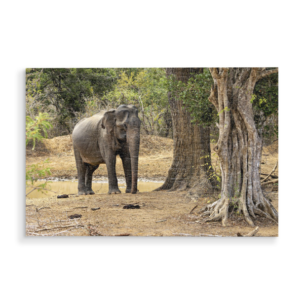 Holzbild "Elefant im Yala Nationalpark" artboxONE - Natur,Tiere - Elefant,Asiatischer elefant,Sri lanka,Wildlife,Yala nationalpark