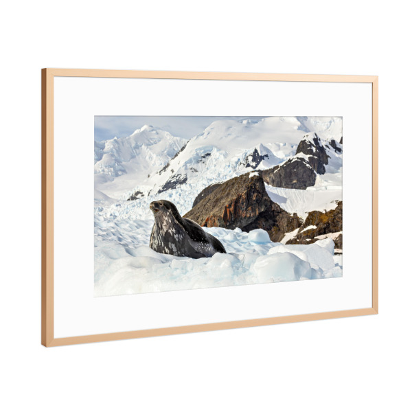 Poster mit Rahmen Kupfer "Robben der Antarktis" artboxONE - Natur,Tiere - Antarktis,Südpol,Robbe,Seelöwe,Eis,Eisberg,Wildlife
