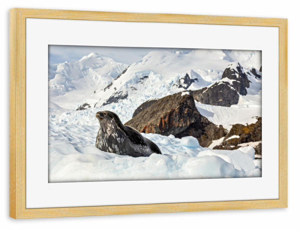 Poster mit Rahmen kiefer "Robben der Antarktis" artboxONE - Natur,Tiere - Antarktis,Südpol,Robbe,Seelöwe,Eis,Eisberg,Wildlife