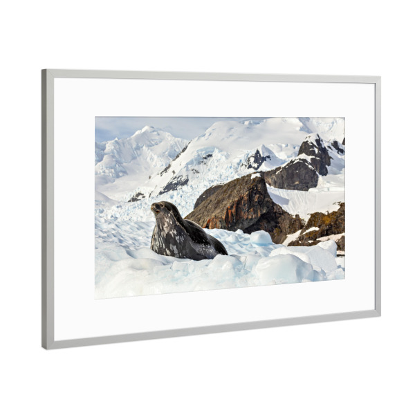 Poster mit Rahmen Silber "Robben der Antarktis" artboxONE - Natur,Tiere - Antarktis,Südpol,Robbe,Seelöwe,Eis,Eisberg,Wildlife