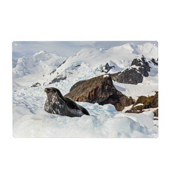 Metall Poster "Robben der Antarktis" artboxONE - Natur,Tiere - Antarktis,Südpol,Robbe,Seelöwe,Eis,Eisberg,Wildlife - Blechschild