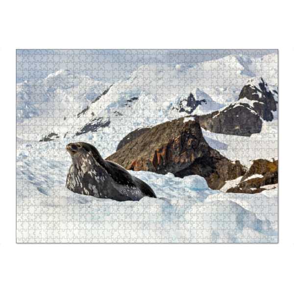 Puzzle Ravensburger "Robben der Antarktis" artboxONE - Natur,Tiere - Antarktis,Südpol,Robbe,Seelöwe,Eis,Eisberg,Wildlife - Bild antarktis