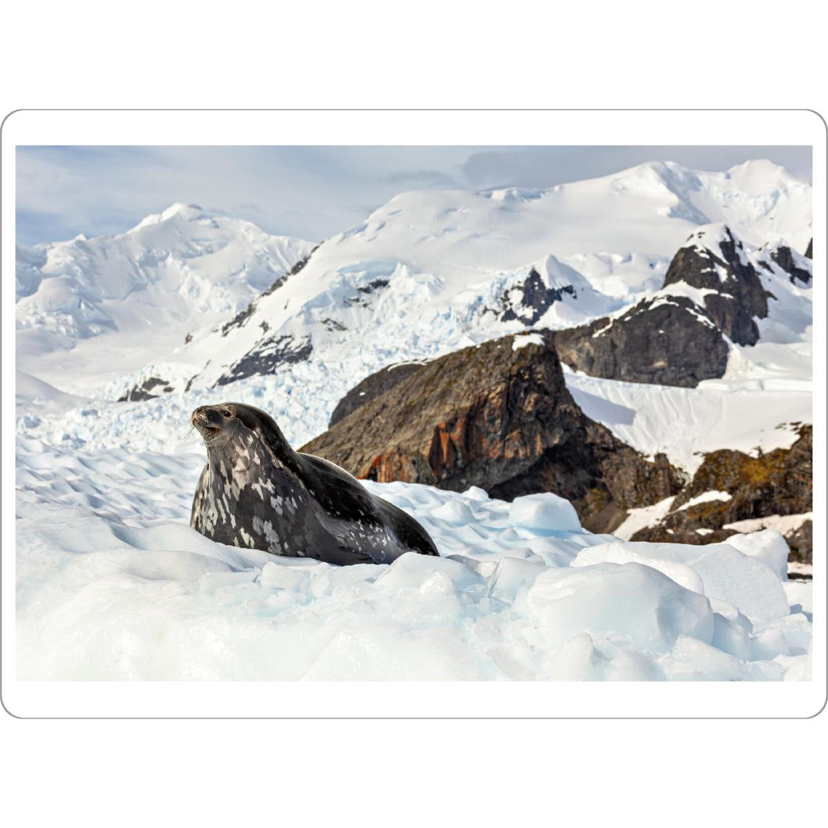 Tischset "Robben der Antarktis" artboxONE - Natur,Tiere - Antarktis,Südpol,Robbe,Seelöwe,Eis,Eisberg,Wildlife - Bild antarktis