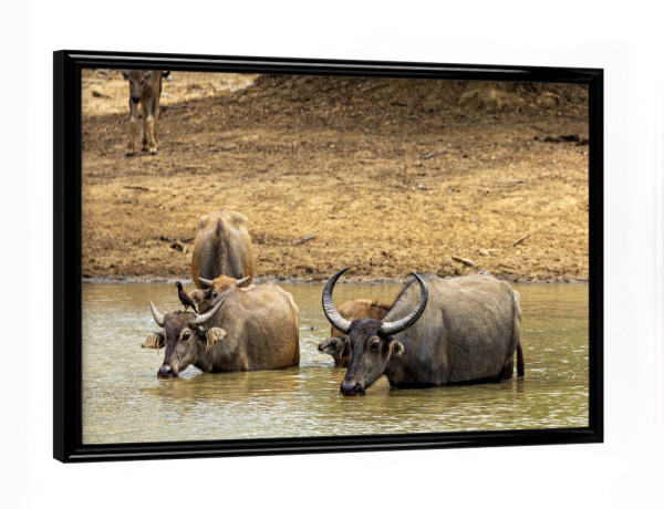 Poster mit schwarzem Rahmen "Wasserbüffel am Wasserloch" artboxONE - Natur,Tiere - Büffel,Wasserbüffel,Sri lanka,Yala nationalpark,Wildlife