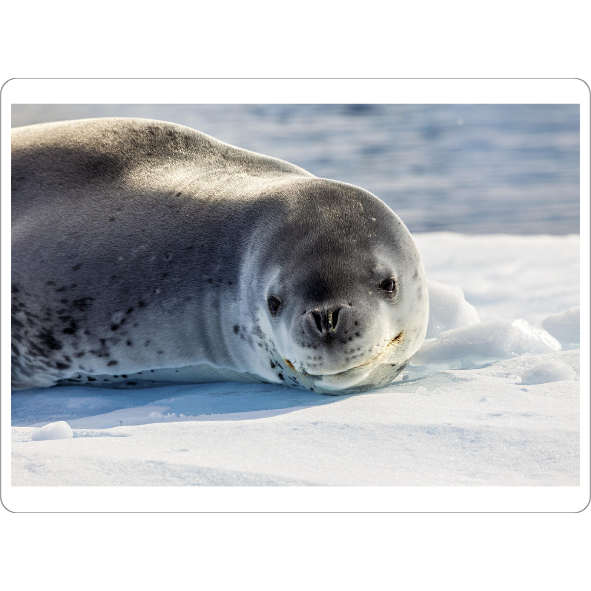 Tischset "Seeleopard Porträt" artboxONE - Natur,Reise,Tiere - Seehund,Seeleopard,Seelöwe,Antarktis,Südpol,Eisberg,Raubtier - Bild seehund