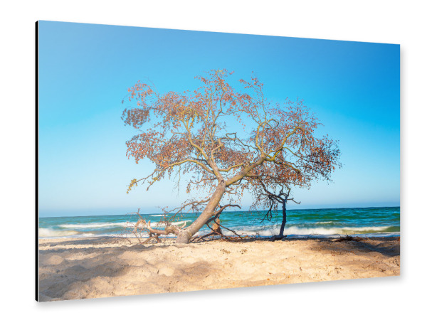 Alu-Dibond "Baum am Weststrand" 30x20 cm artboxONE