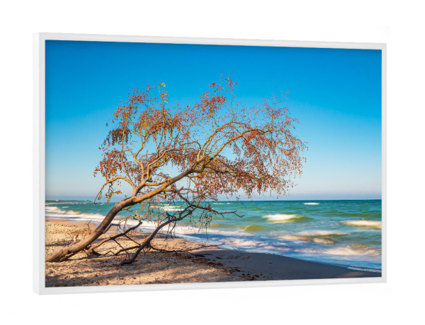 Poster mit weißem Rahmen "Umgestürzter Baum" artboxONE - Natur,Reise,Reise / Strand und Meer