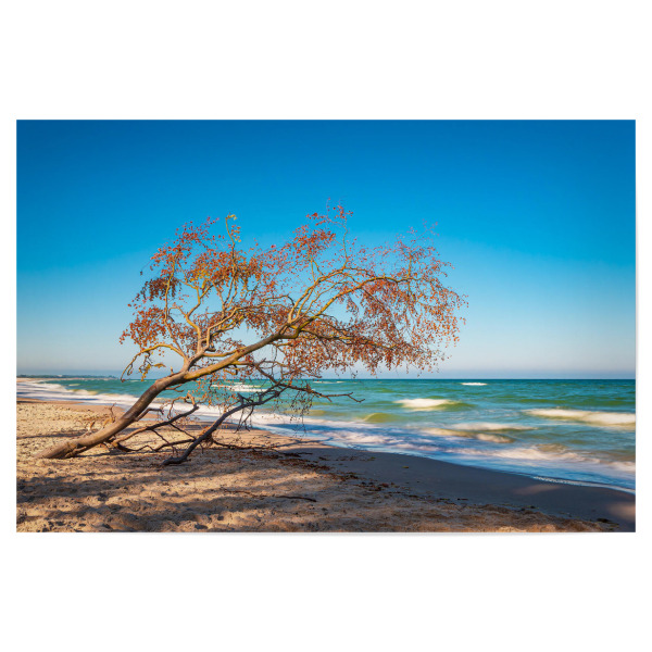 Poster 30x20 cm "Umgestürzter Baum" artboxONE - Natur,Reise,Reise / Strand und Meer
