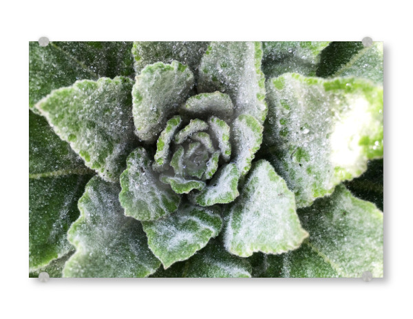 Acrylglasbild "Green Botanical" artboxONE - Natur,Floral