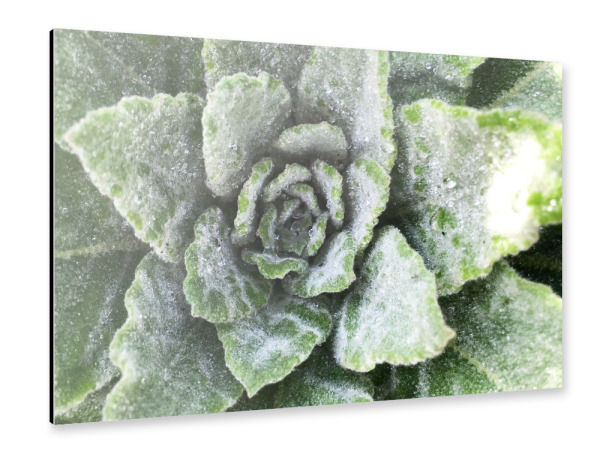 Alu-Dibond "Green Botanical" 75x50 cm artboxONE