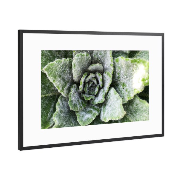 Poster mit Rahmen Schwarz (Metallic) "Green Botanical" artboxONE - Natur,Floral