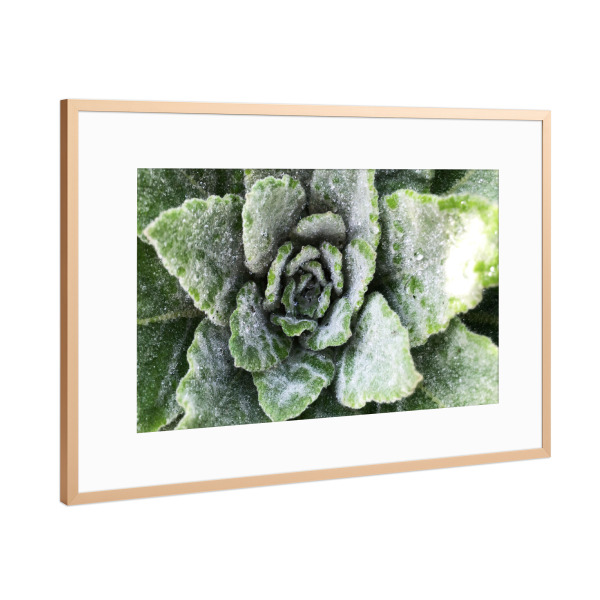 Poster mit Rahmen Kupfer "Green Botanical" artboxONE - Natur,Floral