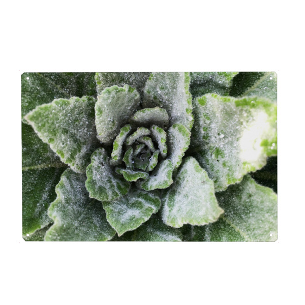 Metall Poster "Green Botanical" artboxONE - Natur,Floral