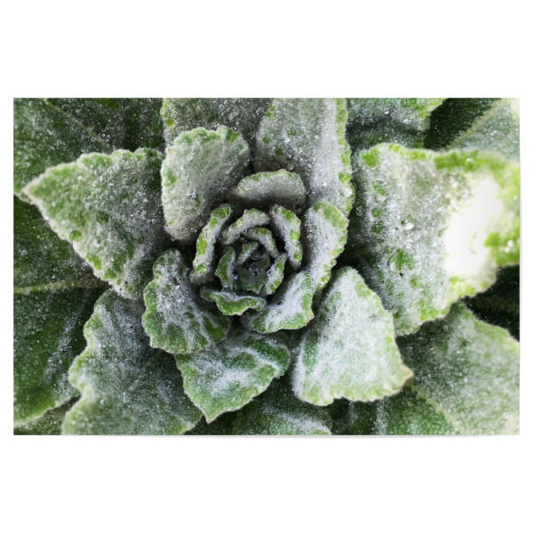 Poster 30x20 cm "Green Botanical" artboxONE - Natur,Floral