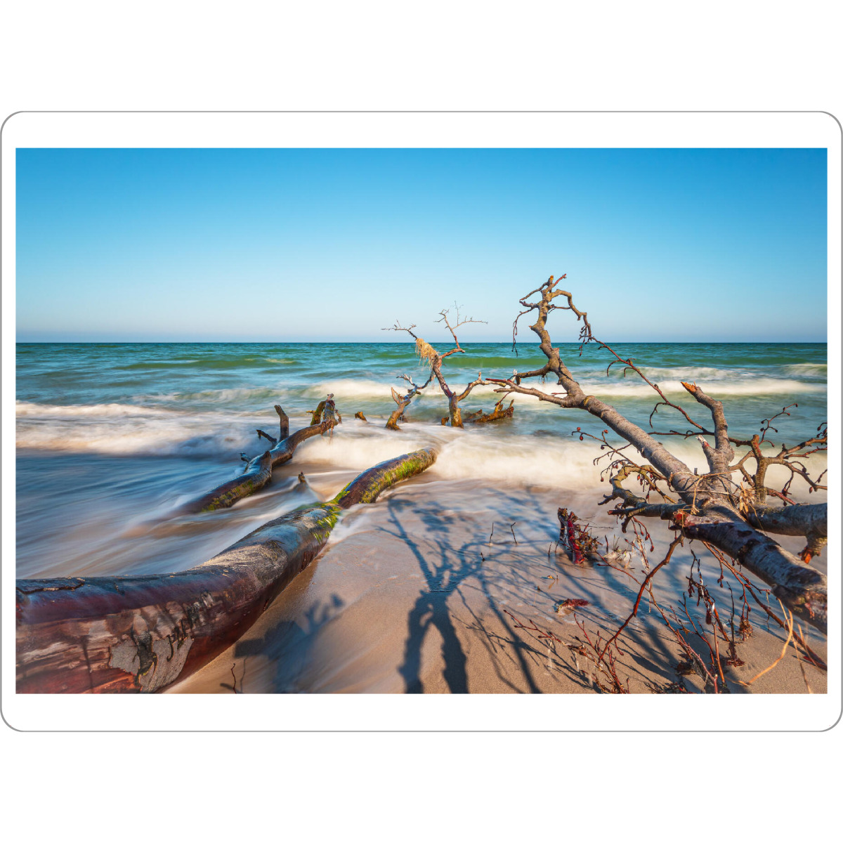 Tischset "Baumstämme am Weststrand" artboxONE - Natur,Reise,Reise / Strand und Meer