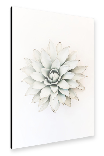 Alu-Dibond "Pastell Agaven Traum" 75x50 cm artboxONE