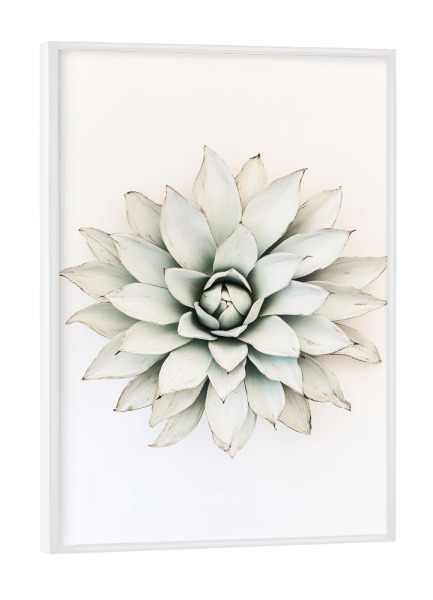 Poster mit weißem Rahmen "Pastell Agaven Traum" artboxONE - Natur,Floral