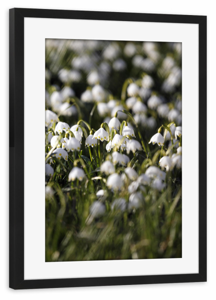 Poster mit Rahmen schwarz "Frühling weiße Maiglöckchen" artboxONE - Natur,Floral,Liebe,Für Mama