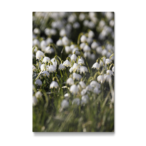 Galerie-Print "Frühling weiße Maiglöckchen" 75x50 cm artboxONE