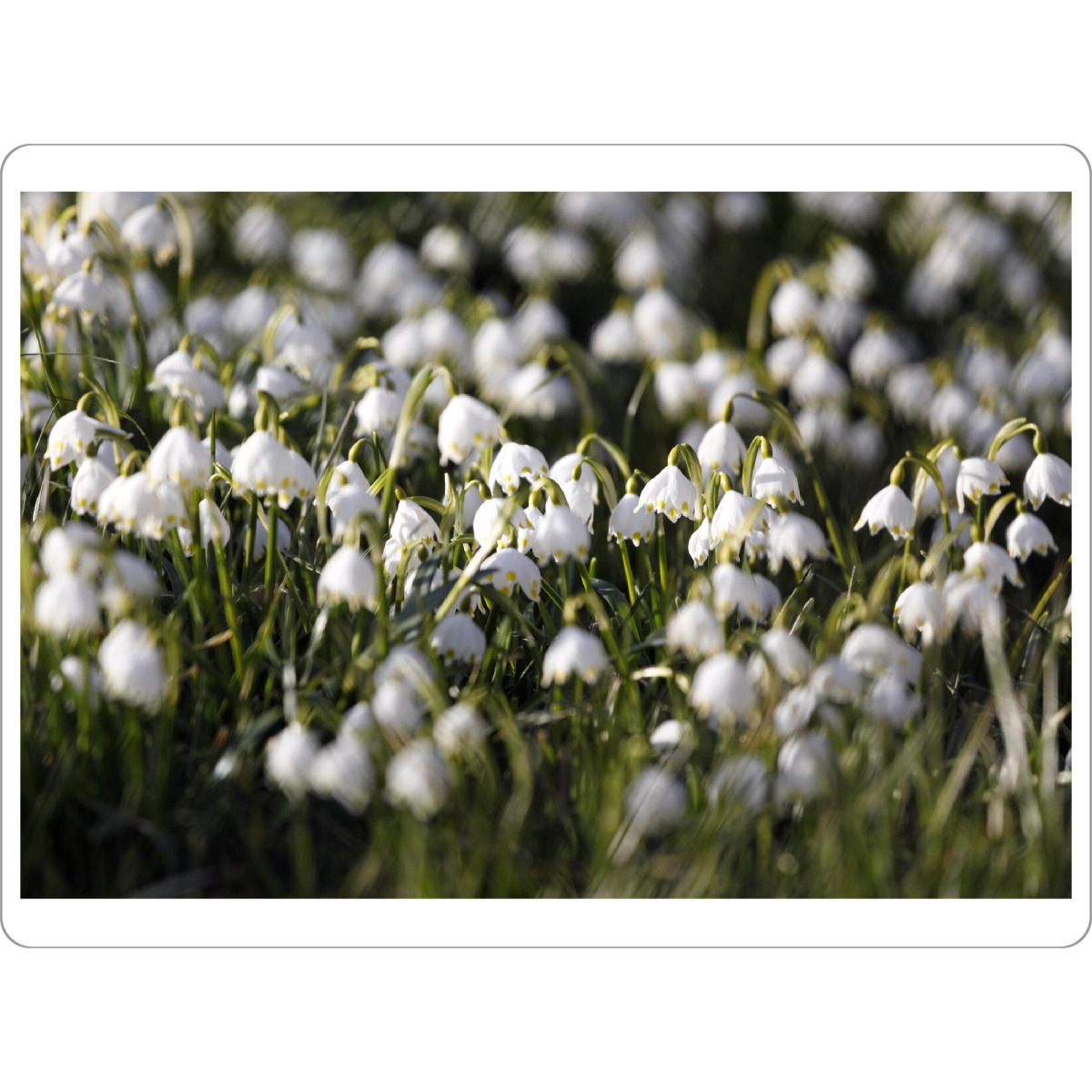 Tischset "Frühling weiße Maiglöckchen" artboxONE - Natur,Floral,Liebe,Für Mama
