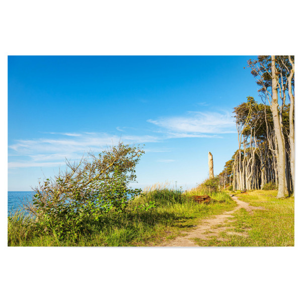 Poster "Küstenwald an der Ostsee" artboxONE - Natur,Reise,Reise / Strand und Meer
