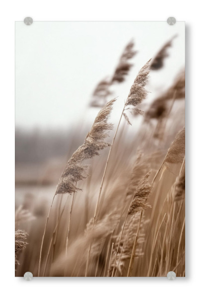 Acrylglasbild "Windgepacktes Gras" artboxONE - Natur
