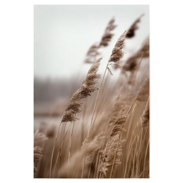 Poster "Windgepacktes Gras" artboxONE - Natur