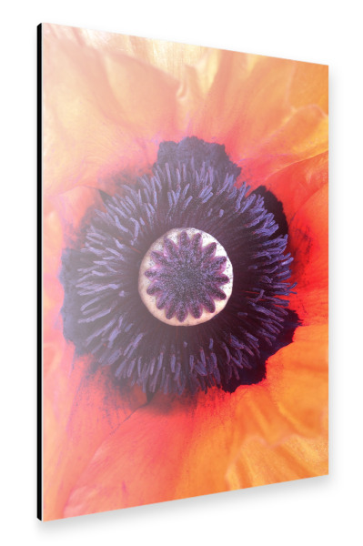 Alu-Dibond "Red Poppy Blossom" 75x50 cm artboxONE