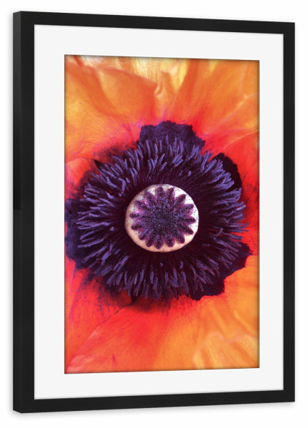 Poster mit Rahmen schwarz "Red Poppy Blossom" artboxONE - Natur,Floral,Liebe