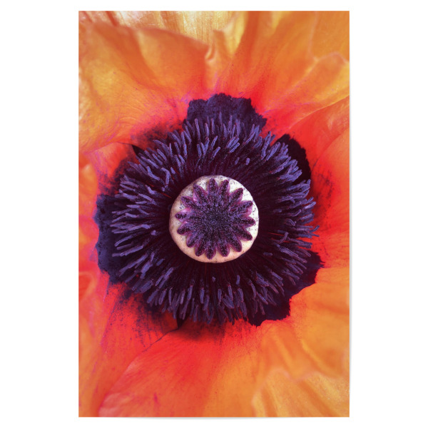 Poster "Red Poppy Blossom" artboxONE - Natur,Floral,Liebe