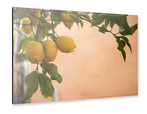 Alu-Dibond "Spanische Zitronen im Regen" 75x50 cm artboxONE