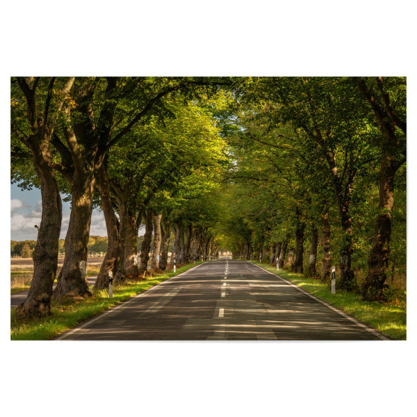Poster 30x20 cm "Mecklenburger Allee" artboxONE - Natur - Baumallee,Allee,Bäume,Sonnenstrahlen,Straße,Sonnenschein,Autofahrt